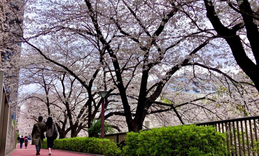 桜並木の歩道を歩くカップル